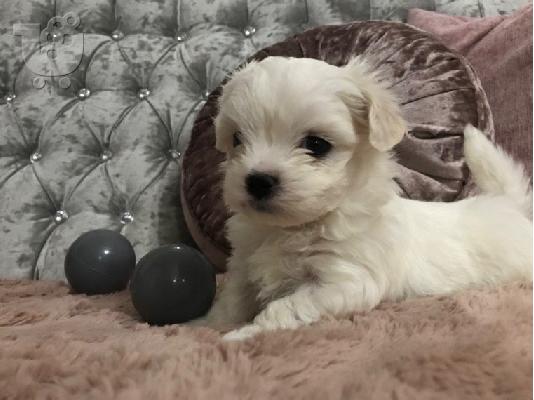 Μαλτέζικα κουτάβια